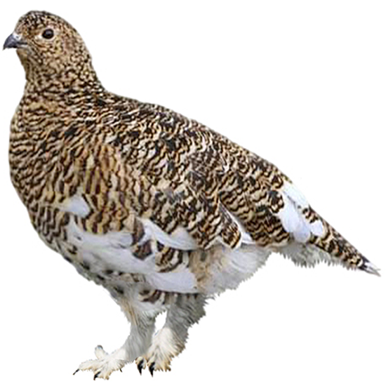 Willow Ptarmigan